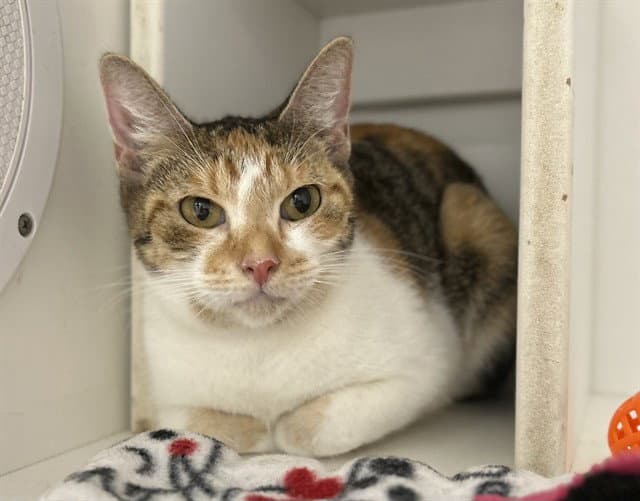 Sassy - Domestic Short Hair