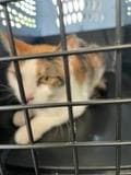 Cleo - Domestic Short Hair