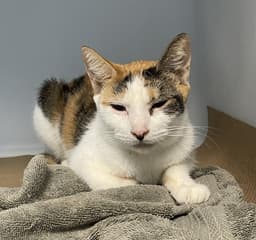 Cleo image 1