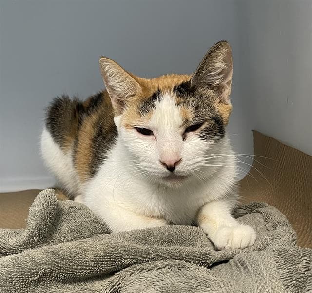 Cleo - Domestic Short Hair