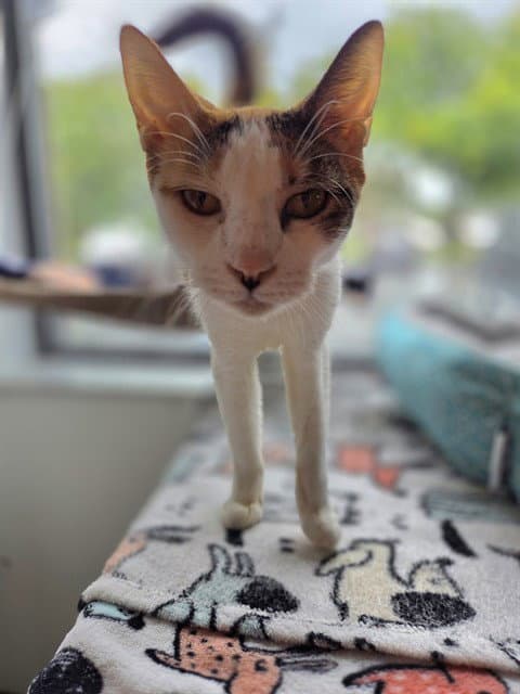 Cleo - Domestic Short Hair