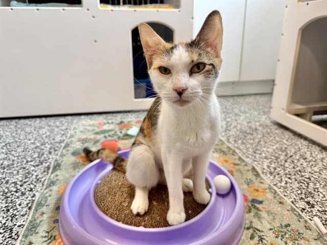 Cleo - Domestic Short Hair