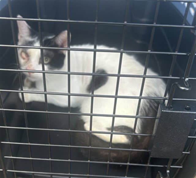 Meko - Domestic Short Hair