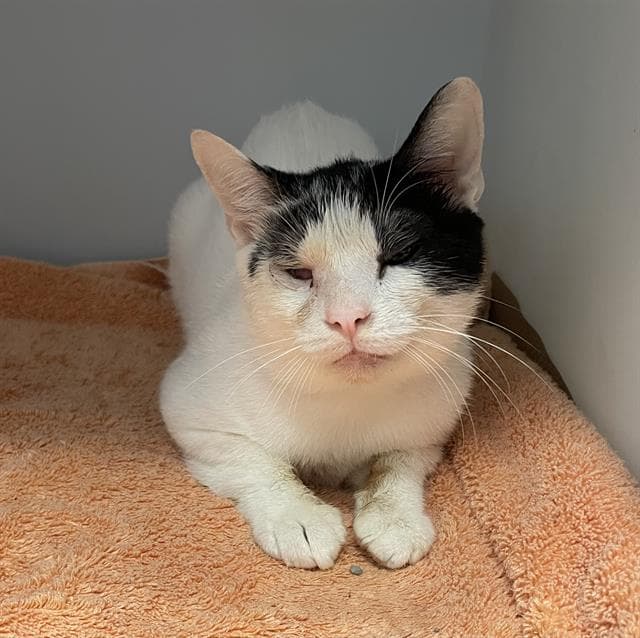 Meko - Domestic Short Hair