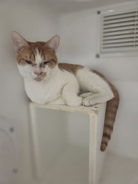 Unknown - Domestic Short Hair