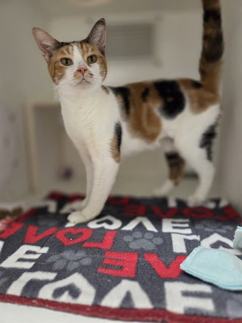 Rogue - Domestic Short Hair