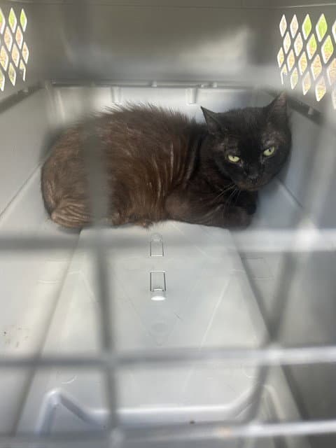 Nightmare - Domestic Short Hair