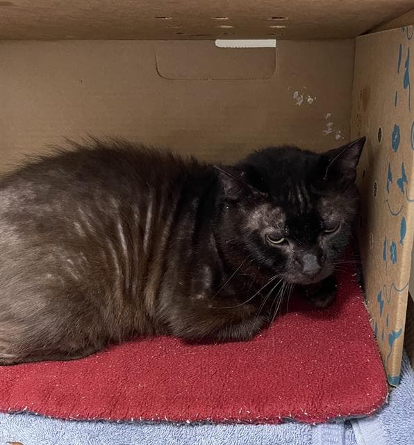 Nightmare - Domestic Short Hair