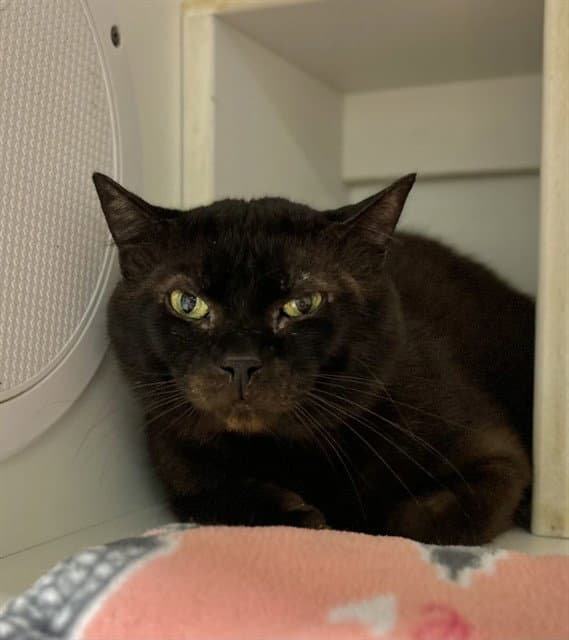 Nightmare - Domestic Short Hair