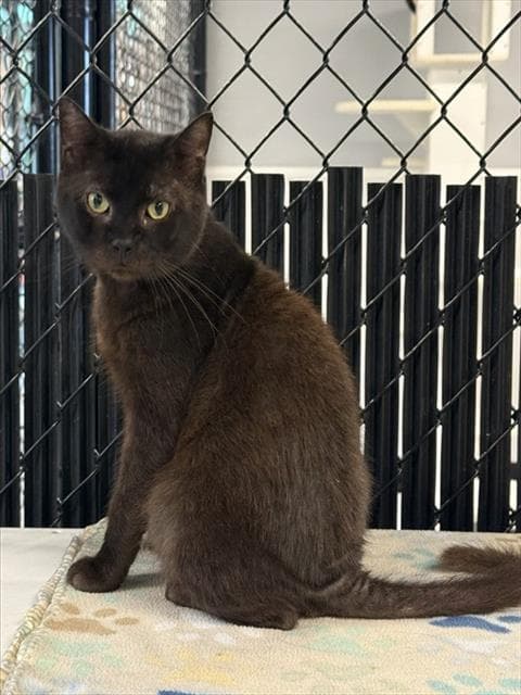 Nightmare - Domestic Short Hair