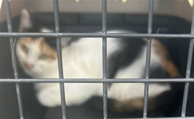 Chesnut - Domestic Short Hair