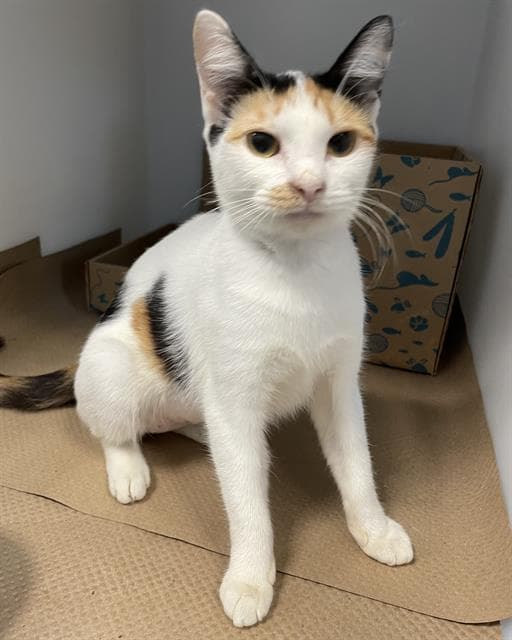 Chesnut - Domestic Short Hair