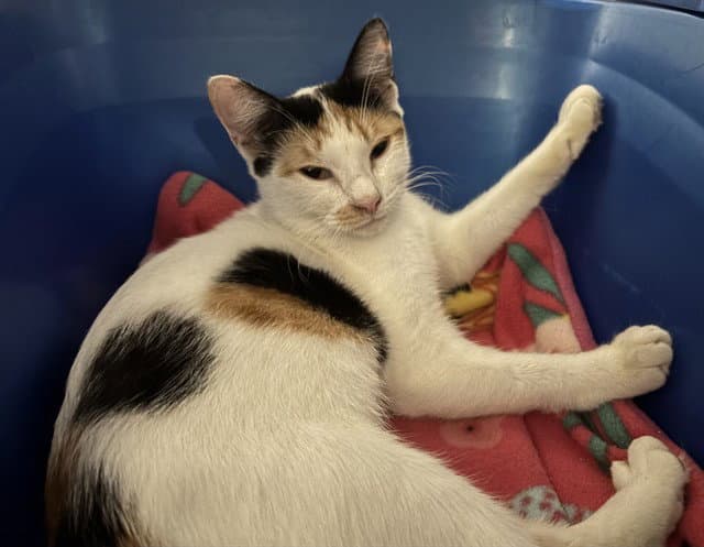 Chesnut - Domestic Short Hair