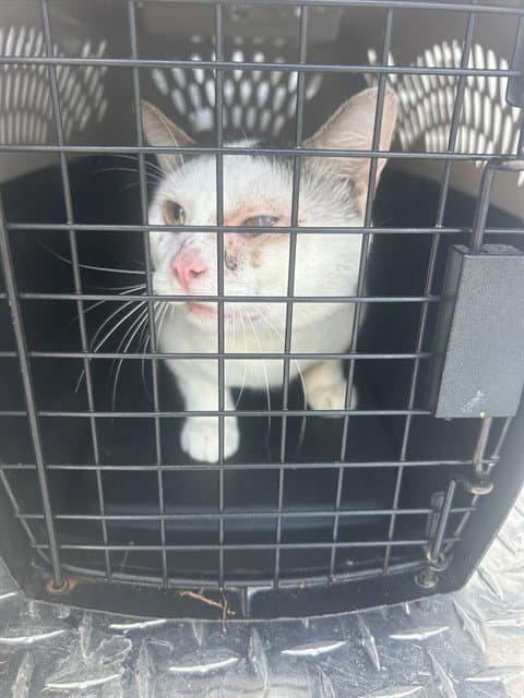 Julian - Domestic Short Hair