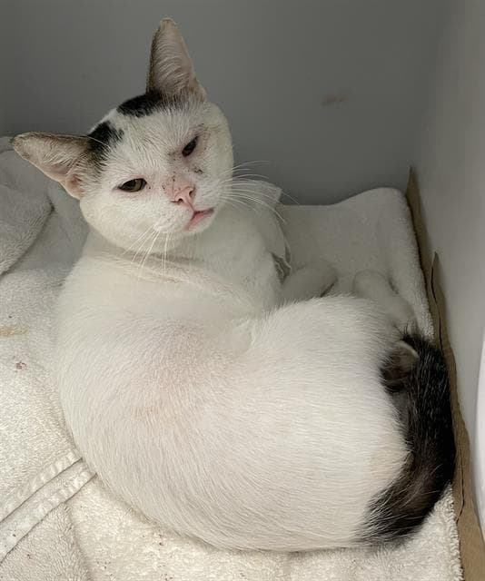 Julian - Domestic Short Hair