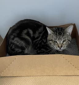 Peppino image 1