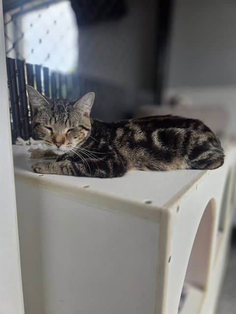 Peppino - Domestic Short Hair