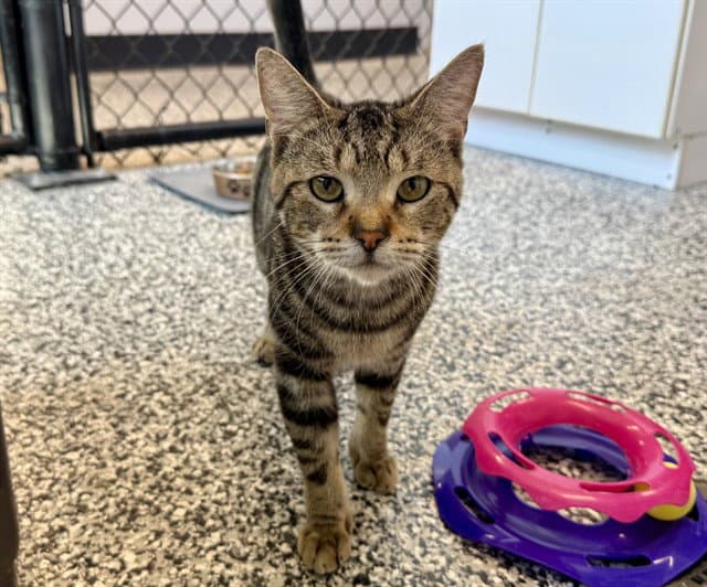 Peppino - Domestic Short Hair