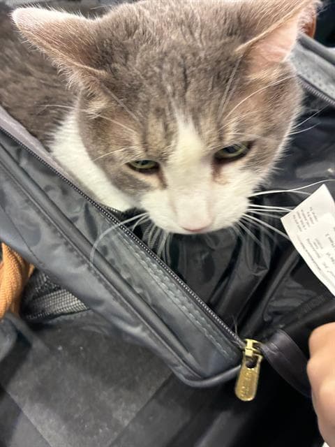 Billie - Domestic Medium Hair