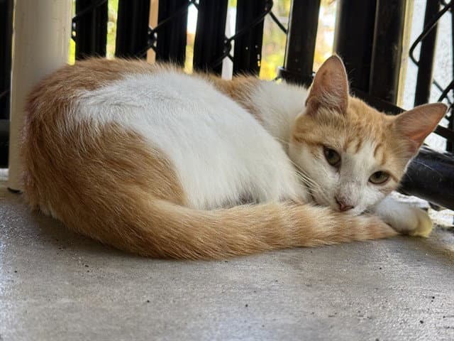 Unknown - Domestic Short Hair