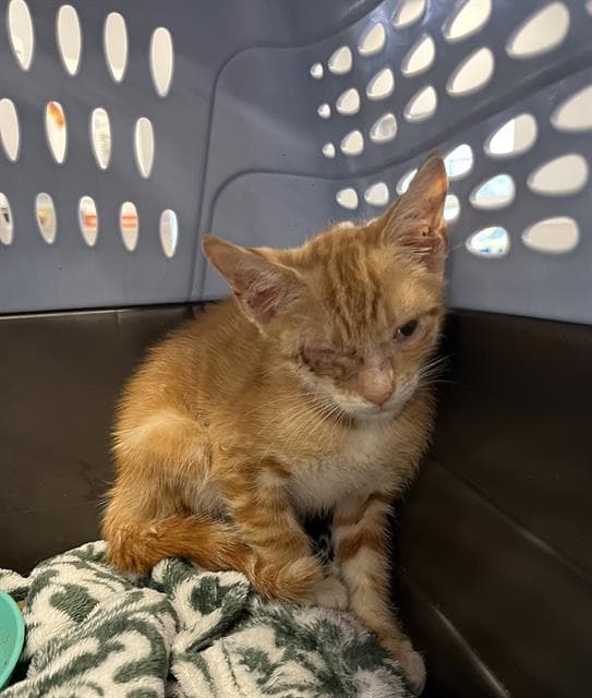 Unknown - Domestic Short Hair