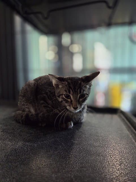 Oscar - Domestic Short Hair
