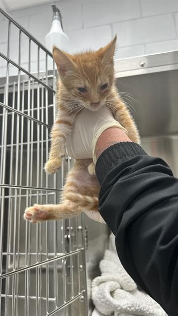 Unknown - Domestic Short Hair