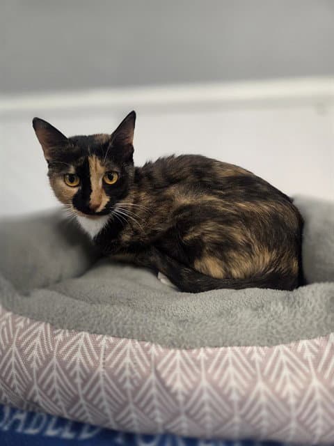 Miranda - Domestic Short Hair