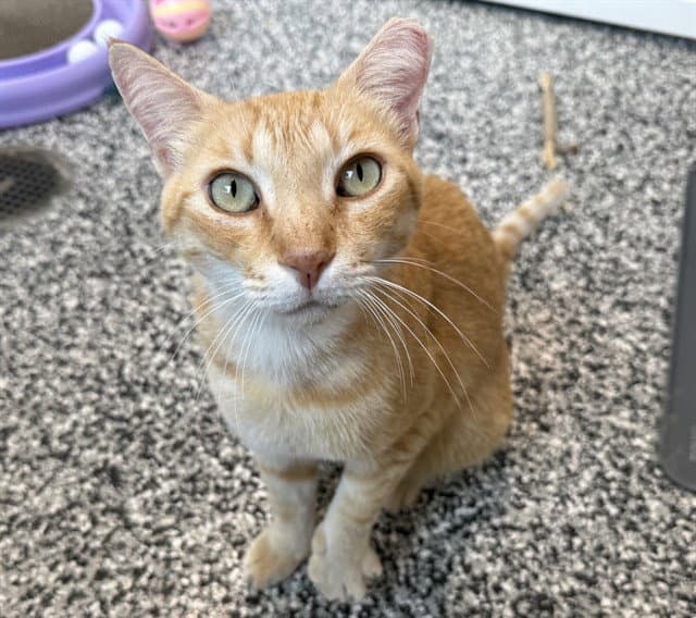 Unknown - Domestic Short Hair