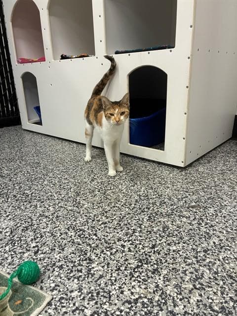 Unknown - Domestic Short Hair