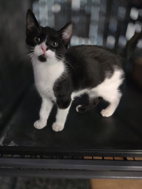 Unknown - Domestic Short Hair