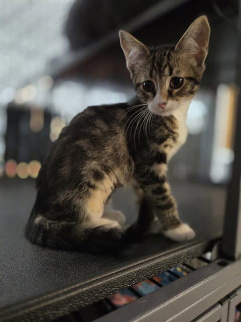 Unknown - Domestic Short Hair