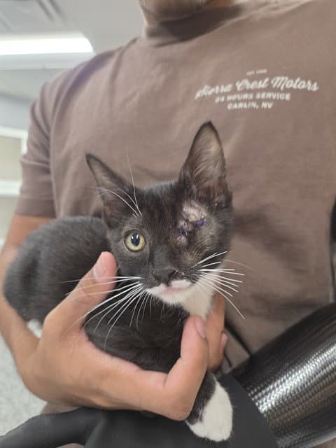 Unknown - Domestic Short Hair