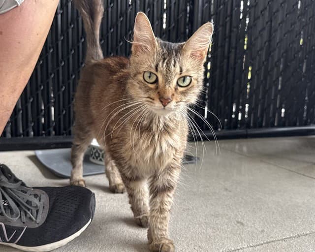 Tinker - Domestic Medium Hair