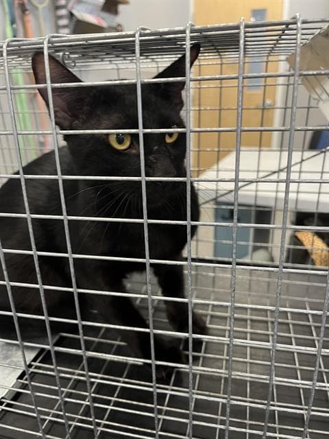 Unknown - Domestic Short Hair