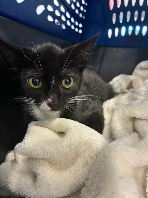 Unknown - Domestic Short Hair