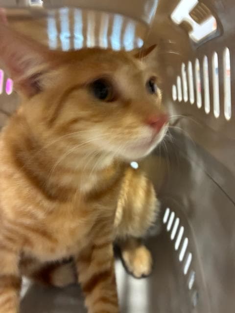 Pumpkin - Domestic Short Hair