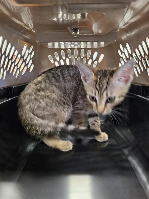 Unknown - Domestic Short Hair