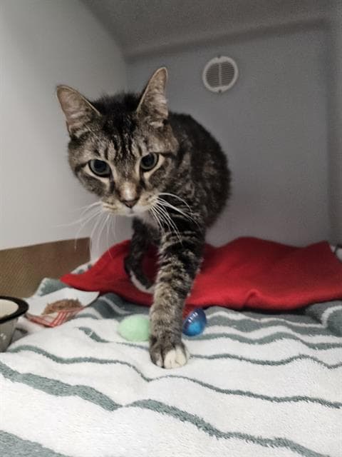 Fanch - Domestic Short Hair