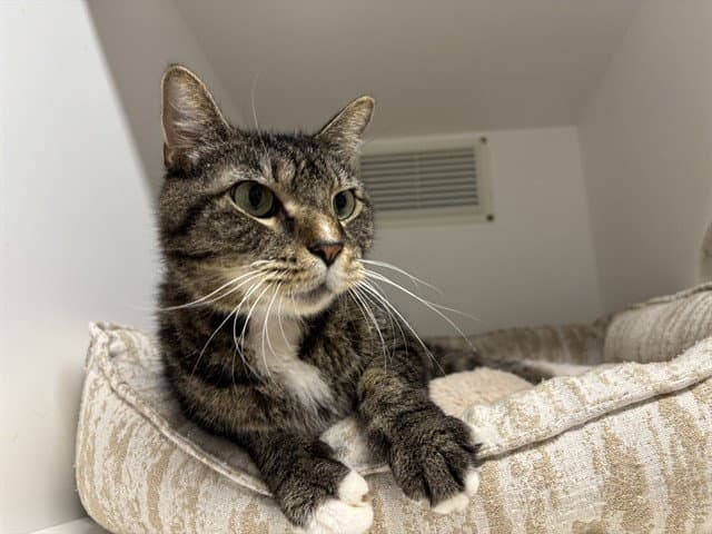 Fanch - Domestic Short Hair