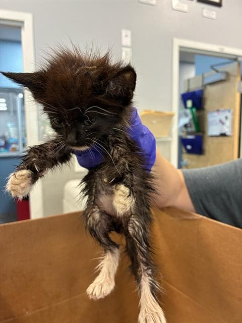 Little Ricky - Domestic Medium Hair