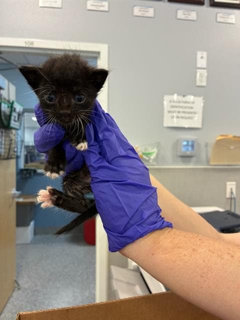 Pepper - Domestic Medium Hair