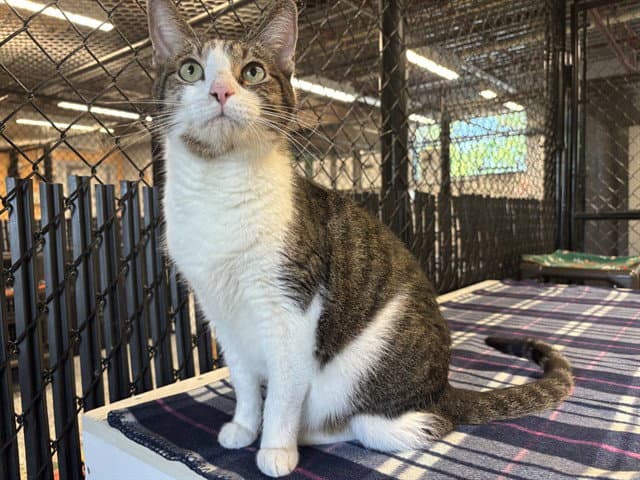 Marley - Domestic Short Hair