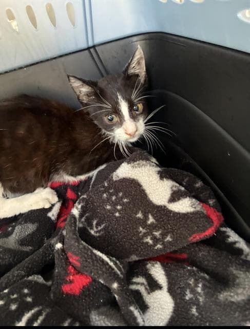 Unknown - Domestic Short Hair