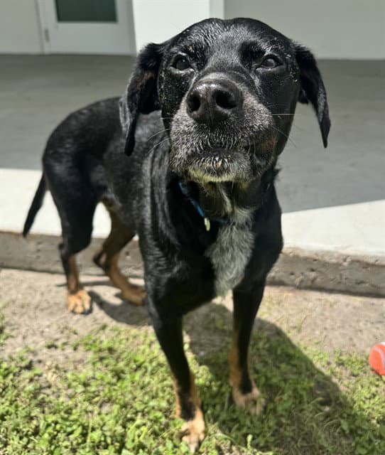 Remington - Black and Tan Coonhound