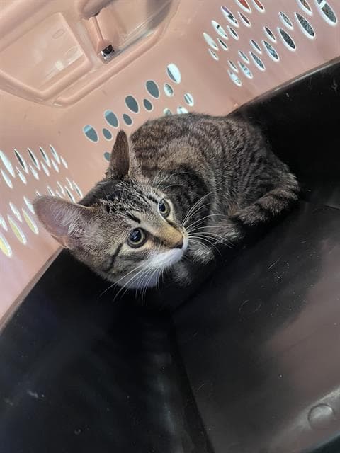 Unknown - Domestic Short Hair