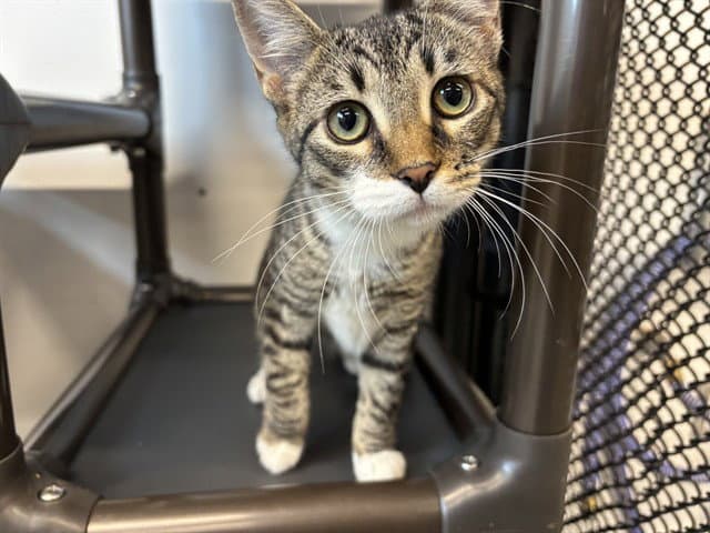 Unknown - Domestic Short Hair