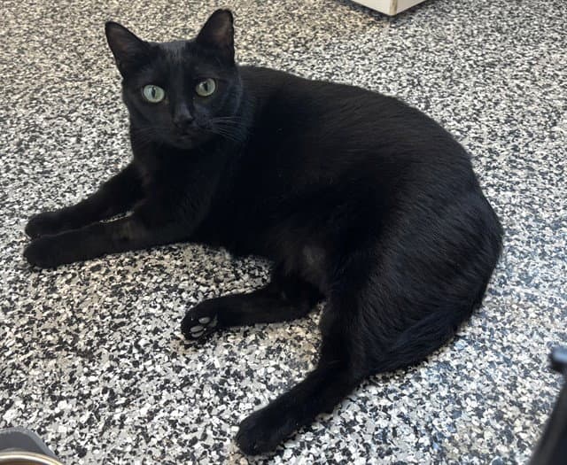 Fatima - Domestic Short Hair