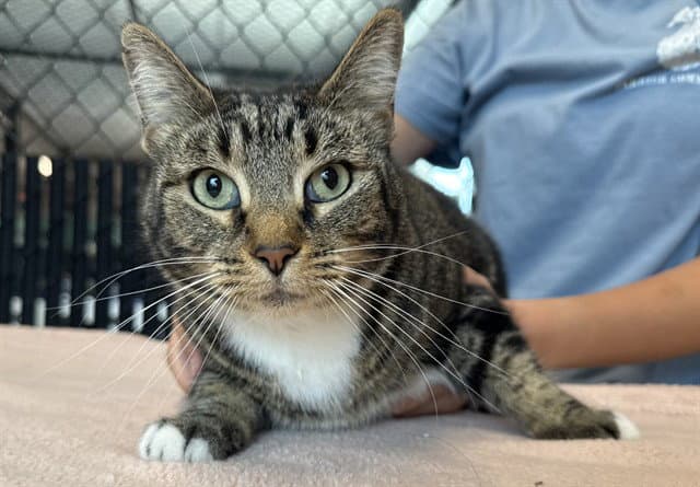 Olivia - Domestic Short Hair