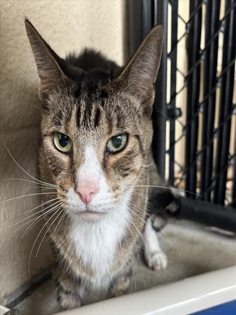 Buddy - Domestic Short Hair